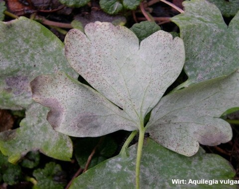 Erysiphe_aquilegiae var. aquilegiae Erysiphe aquilegiae var. aquilegiae (Greville 1824) R.Y. Zheng & G.Q. Chen 1981 Wirt: Aquilegia vulgaris - Gewöhnliche Akelei Bemerkungen: kann häufig auf fast...